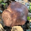Boletus edulis